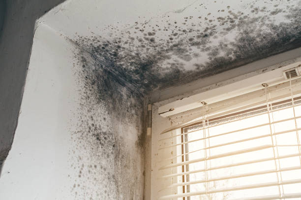 Affordable Mold Cleanup solutions in Barton, MD