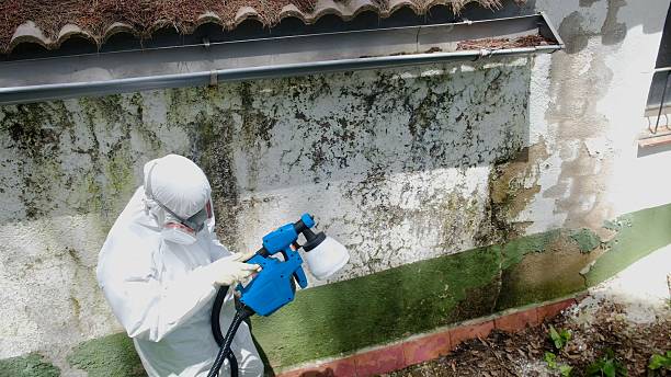 Trusted Mold Removal service in Barton, MD - Cheap Mold Removal